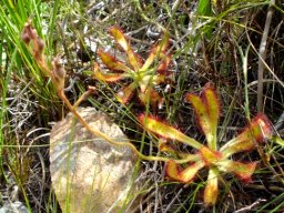 Drosera hilaris leaf rosettes on the ground