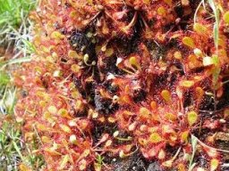 Drosera madagascariensis