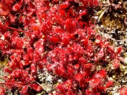 Drosera trinervia