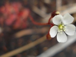 Drosera trinervia flower