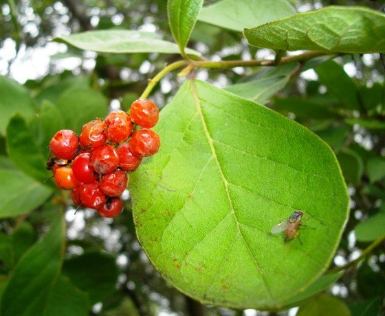 Ehretia amoena fruit and fly