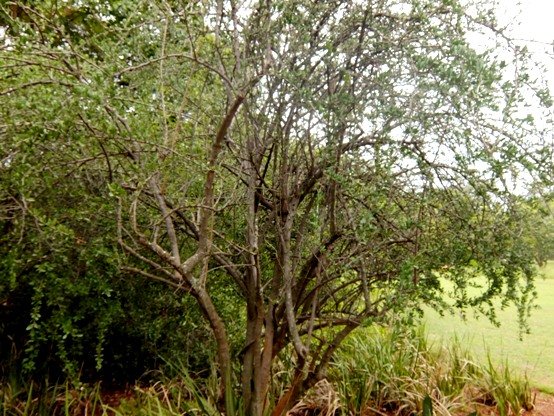 Ehretia rigida subsp. nervifolia growth habit