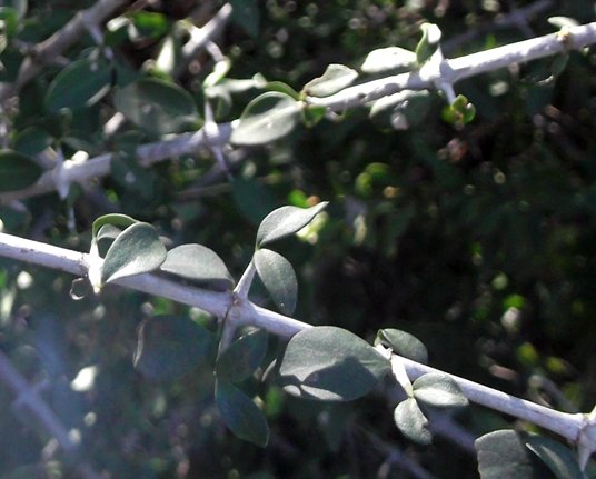 Ehretia rigida spur-branchlets
