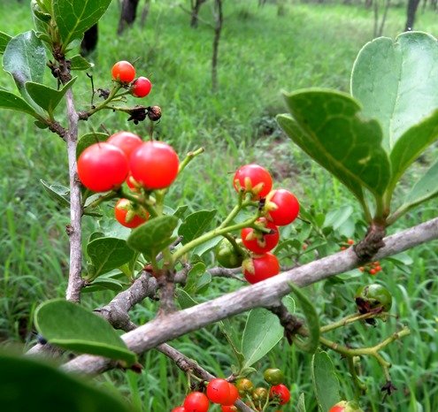 Ehretia rigida subsp. nervifolia fruit