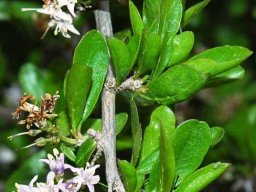Ehretia rigida subsp. nervifolia flowers