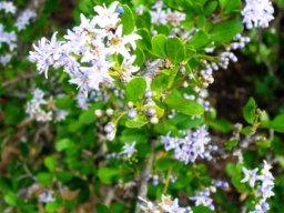 Ehretia rigida subsp. nervifolia after the rain