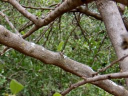 Ehretia rigida subsp. nervifolia stems