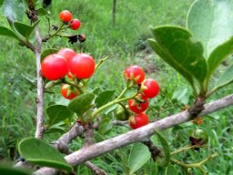 Ehretia rigida subsp. nervifolia fruit