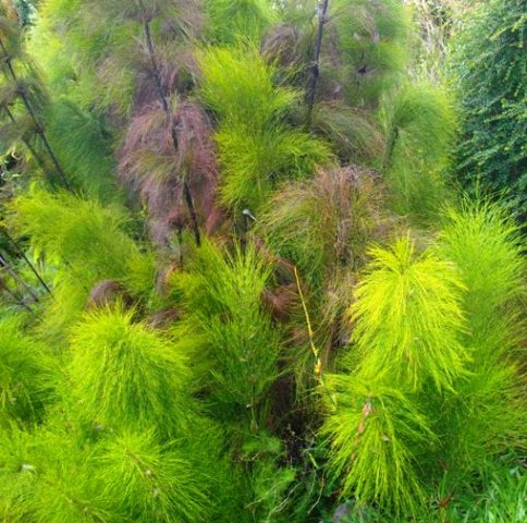 Elegia capensis