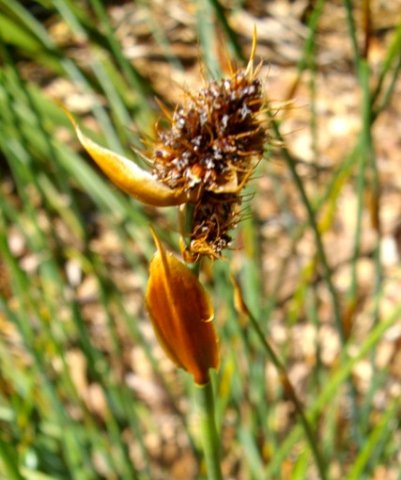 Elegia cuspidata