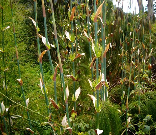Elegia capensis new culms
