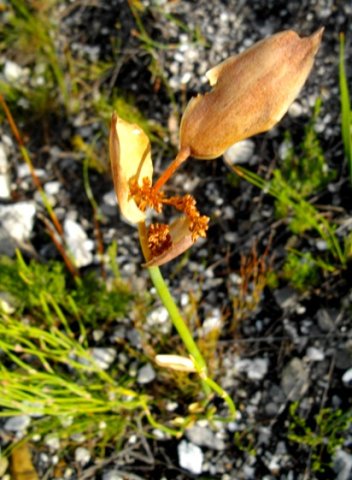 Elegia persistens male flowers