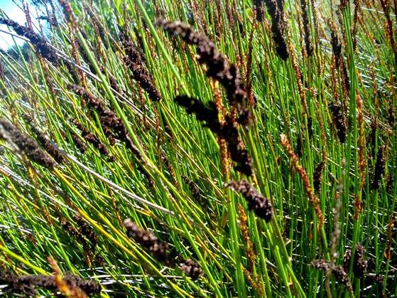 Elegia tectorum male plant