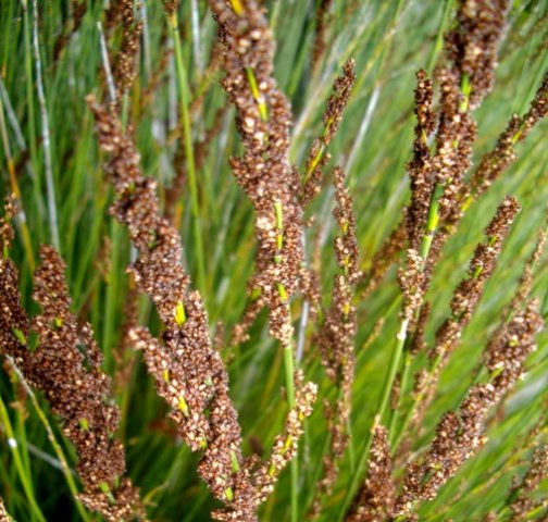 Elegia tectorum