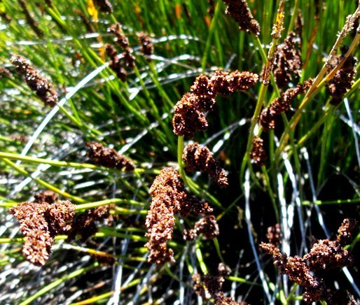Elegia tectorum female plant