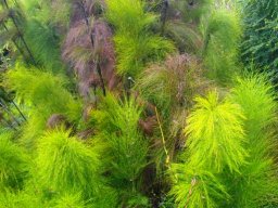 Elegia capensis