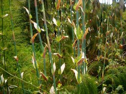 Elegia capensis new culms