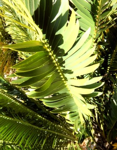 Encephalartos aemulans fronds