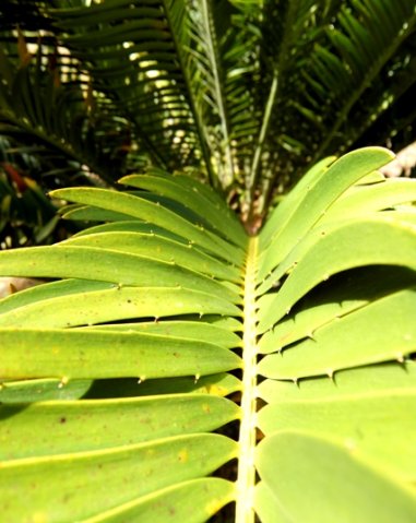 Encephalartos aemulans pinnae bases