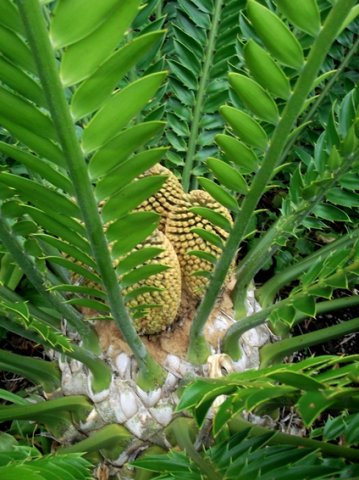 Encephalartos altensteinii stem-tip