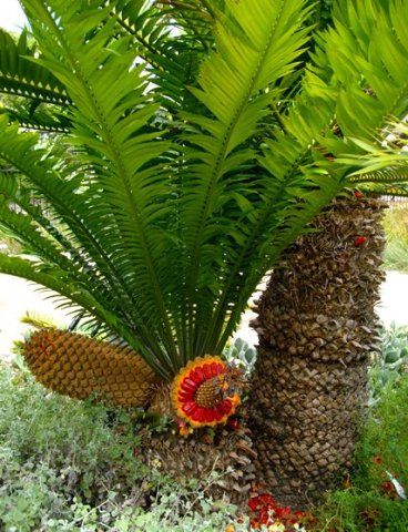 Encephalartos altensteinii fruiting on the short stem