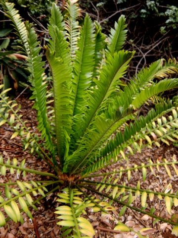 Encephalartos altensteinii new leaves