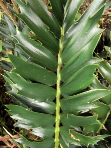 Encephalartos arenarius dark green leaf