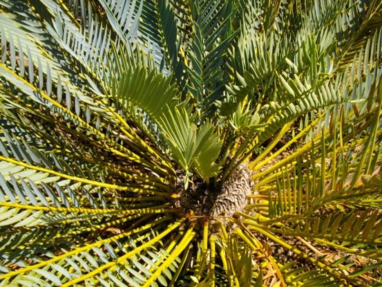 Encephalartos afer after a dry season