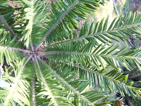 Encephalartos afer