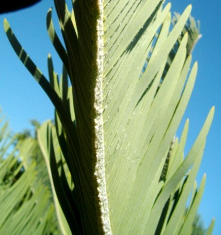 Encephalartos friderici-guilielmi outside the V