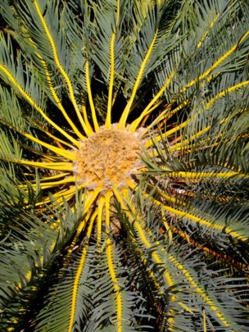 Encephalartos friderici-guilielmi stem-tip