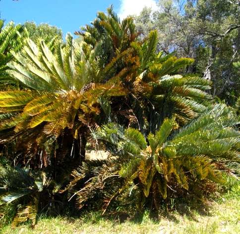 Encephalartos friderici-guilielmi