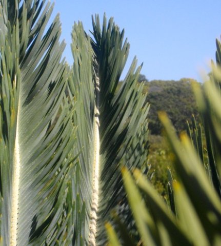Encephalartos friderici-guilielmi inside the V