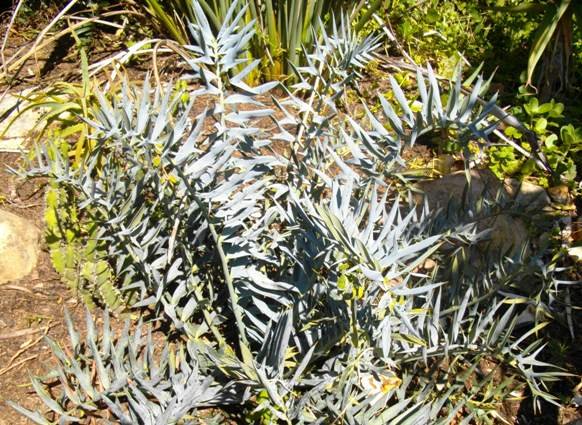 Encephalartos horridus