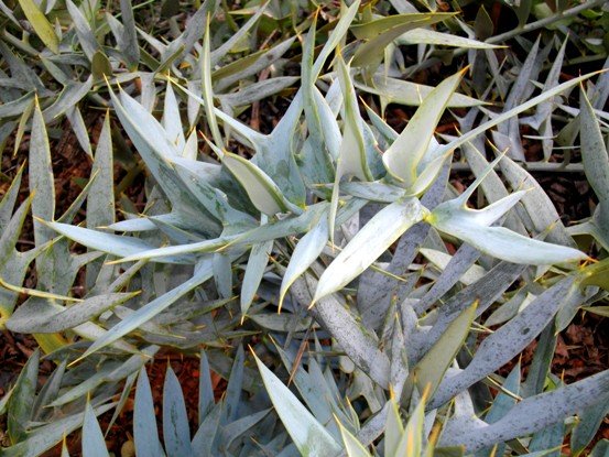Encephalartos horridus blue leaves with orange spines