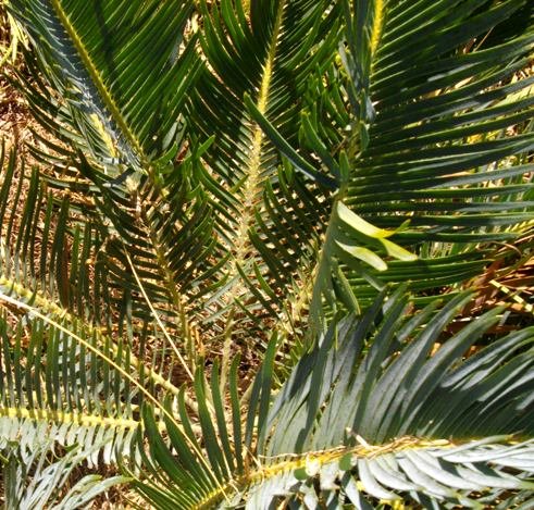 Encephalartos humilis leaves