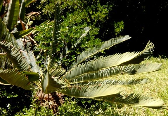Encephalartos laevifolius