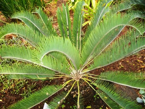 Encephalartos lanatus