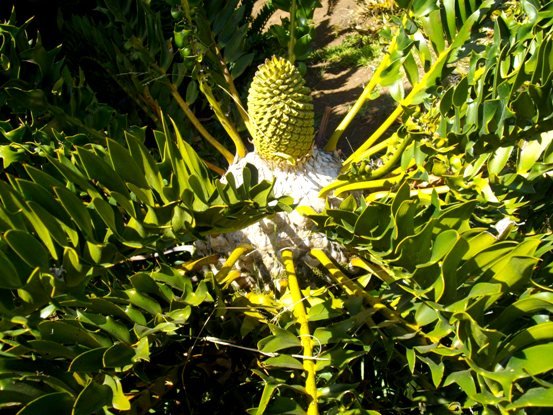 Encephalartos latifrons cone and white stem crown