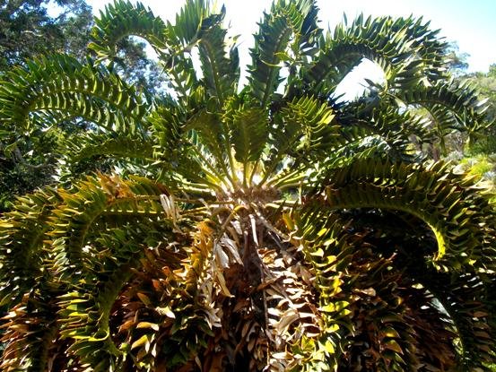 Encephalartos latifrons