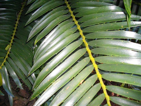 Encephalartos lebomboensis leaf