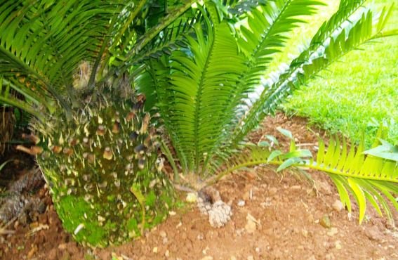 Encephalartos lebomboensis (Retief) stem
