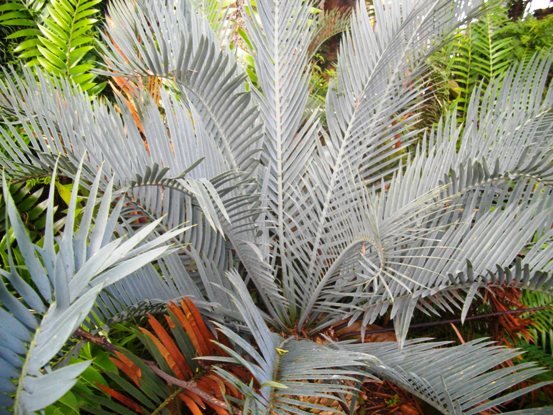 Encephalartos lehmannii