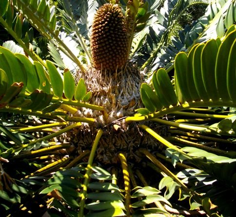 Encephalartos longifolius female cone