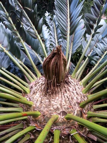Encephalartos longifolius new leaves