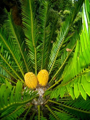 Encephalartos msinganus