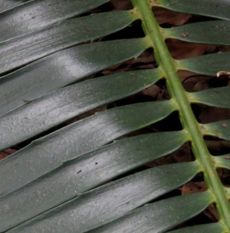 Encephalartos paucidentatus few teeth