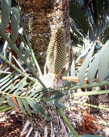 Encephalartos princeps many stems