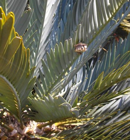 Encephalartos princeps landlord to some wasps