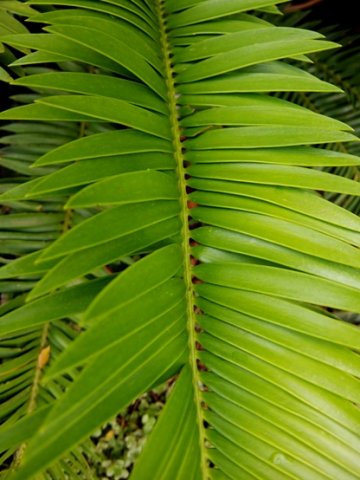 Encephalartos senticosus leaf